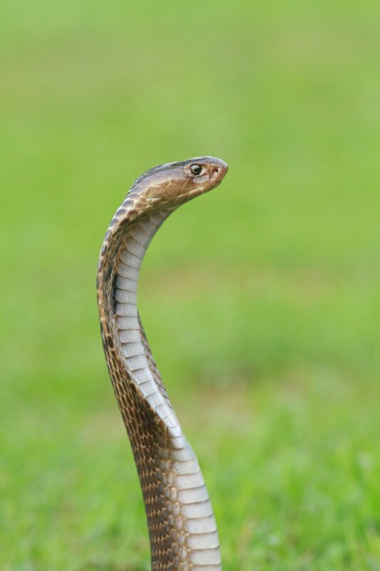 How Can You Keep Snakes Out Of Your Home Or Garden?