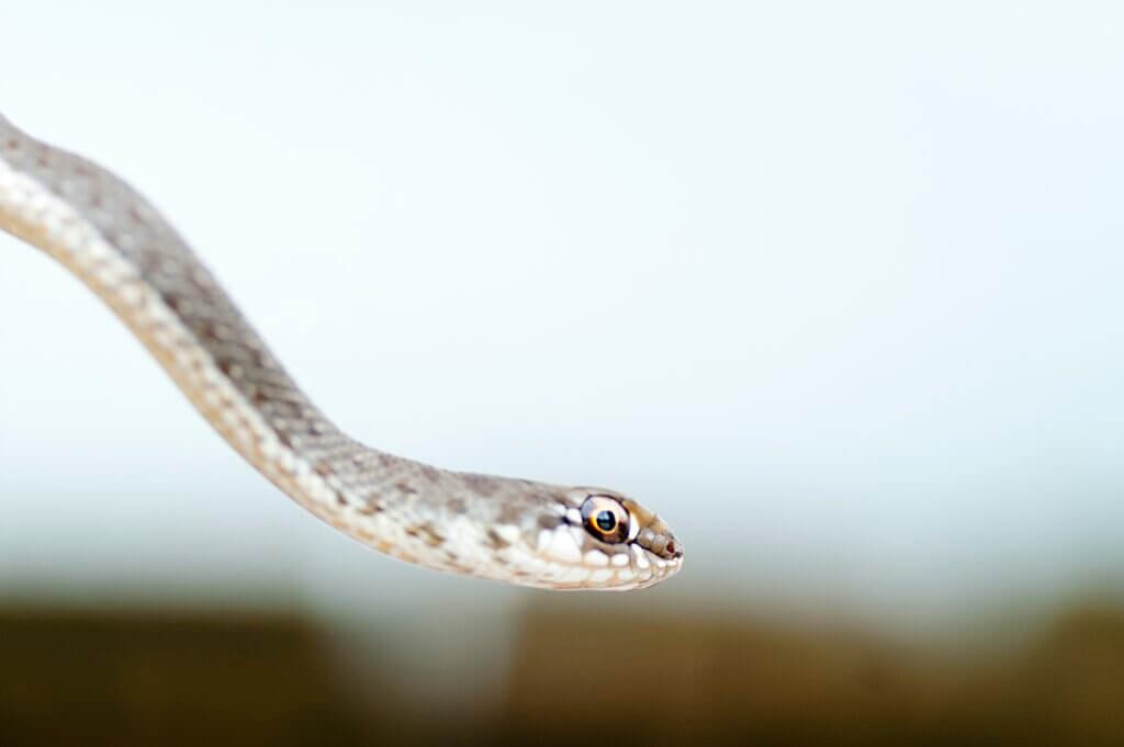 What Are The Common Myths And Misconceptions About Snakes?