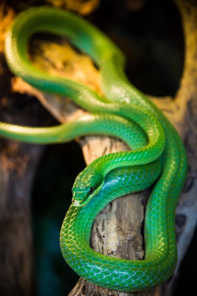 What Are The Common Myths And Misconceptions About Snakes?