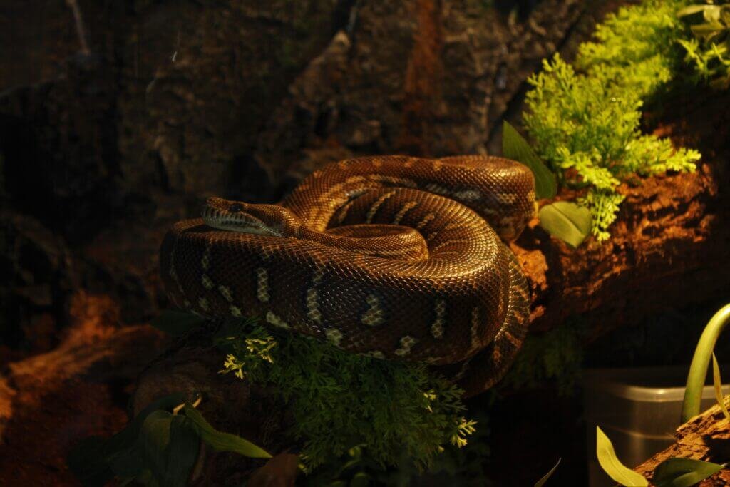 What Are The Common Myths And Misconceptions About Snakes?