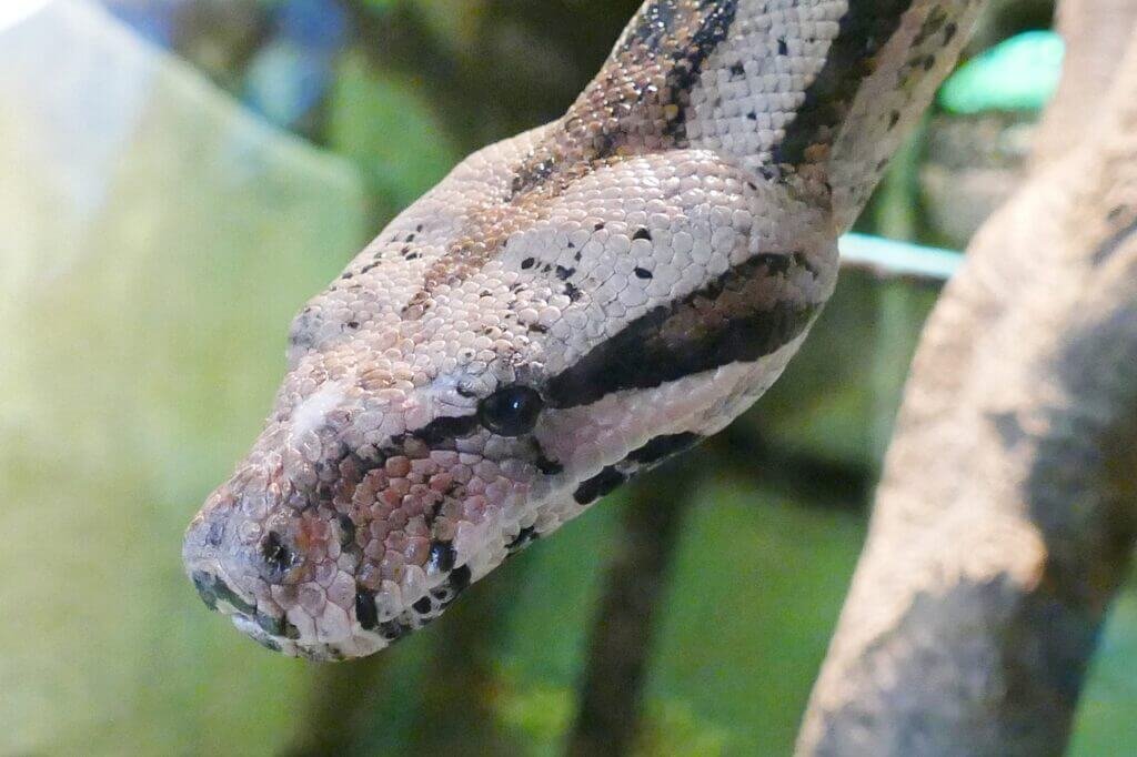 What Are The Signs Of A Snake Bite?