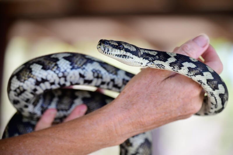 What Is The Largest Snake Species In The World?