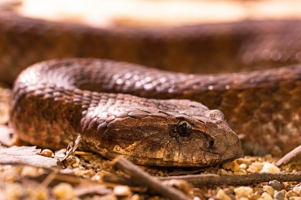 What Is The Smallest Snake Species In The World?