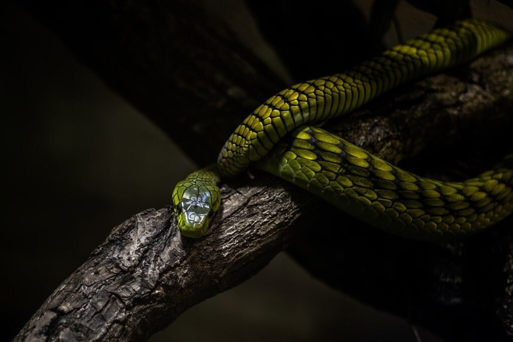 What Should You Do If You Encounter A Snake In The Wild?