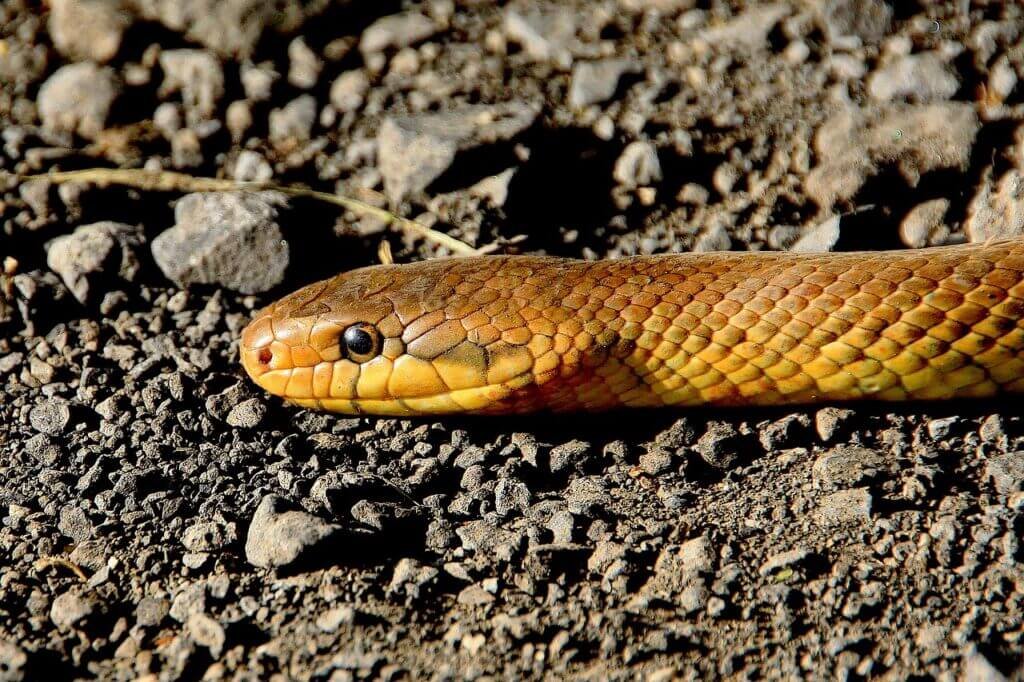 What Should You Do If You Encounter A Snake In The Wild?