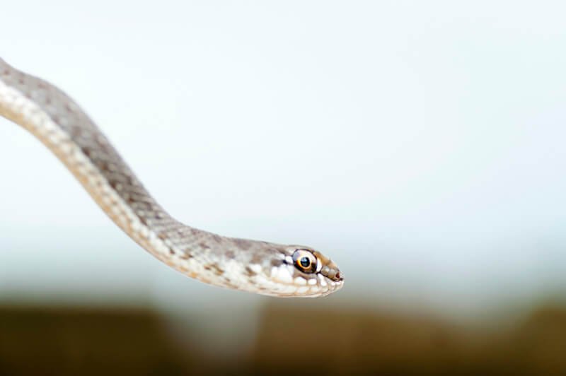 Beginners Guide To Snake-proofing Your Home