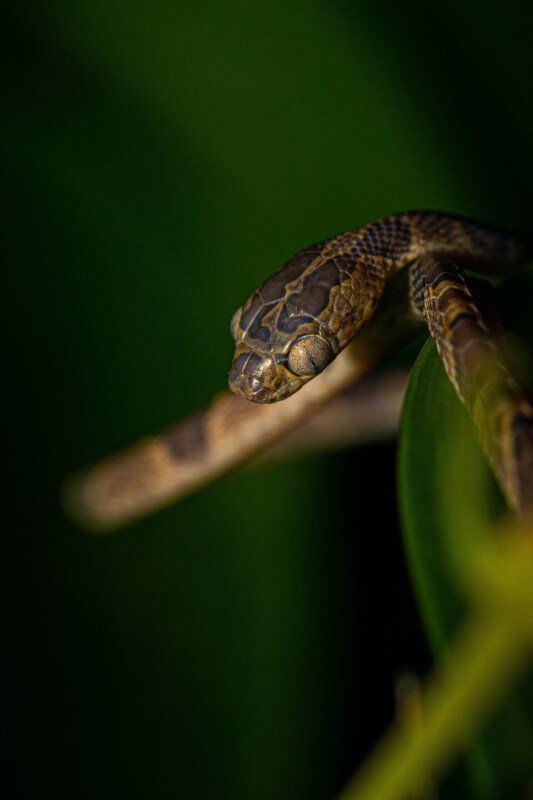 Best Ways To Prevent And Eliminate Odor In A Snakes Habitat