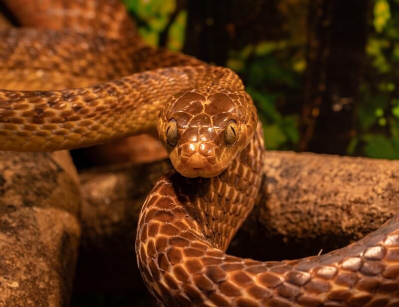 Common Mistakes To Avoid When Setting Up A Snake Habitat