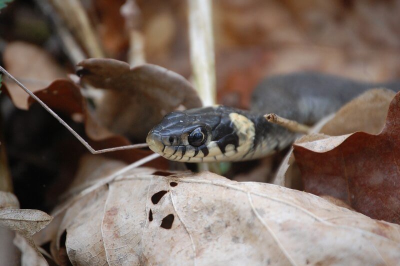 Common Mistakes To Avoid When Setting Up A Snake Habitat