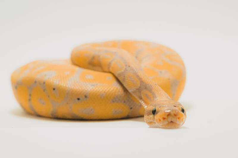 Creating A Predator-proof Environment For Pet Snakes