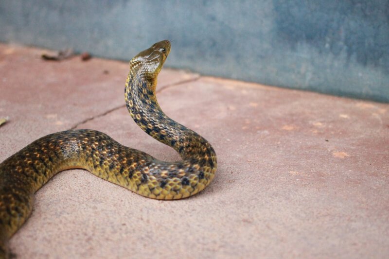 Creating A Predator-proof Environment For Pet Snakes