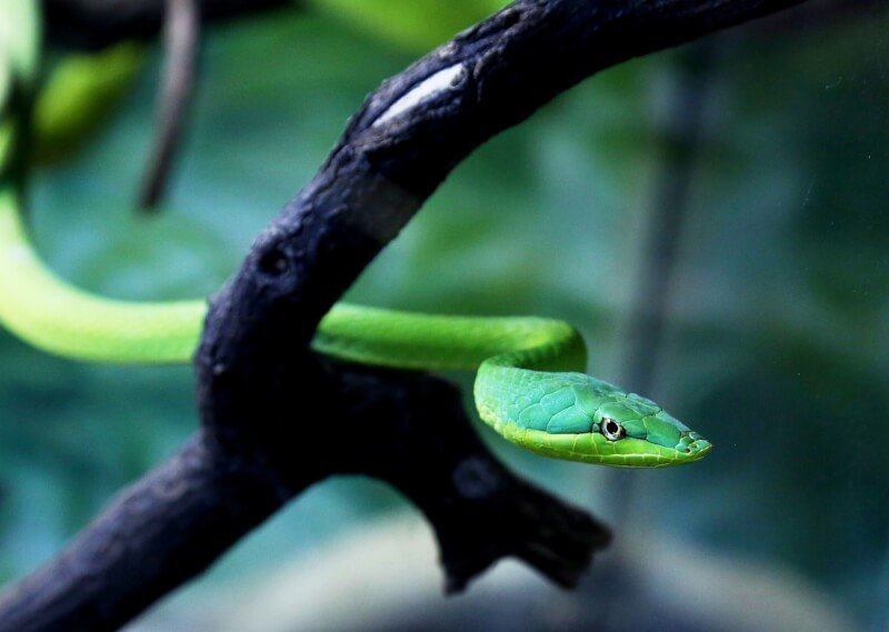 Creating A Safe Environment For Pet Snakes With Specific Habitat Requirements