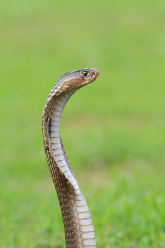 How To Prevent Common Dangers In A Snakes Environment