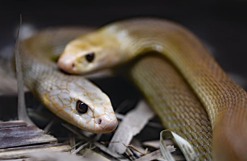 Most Popular Types Of Enrichment And Entertainment For Pet Snakes
