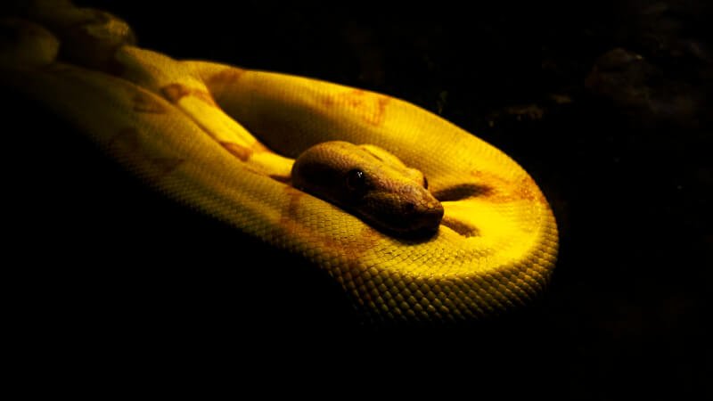 Most Popular Types Of Enrichment And Entertainment For Pet Snakes