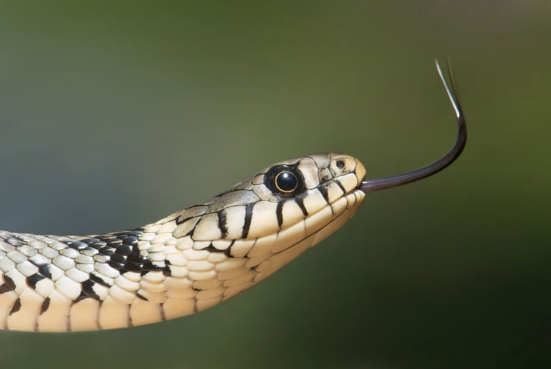 How To Design A Bioactive Habitat For A Pet Snake