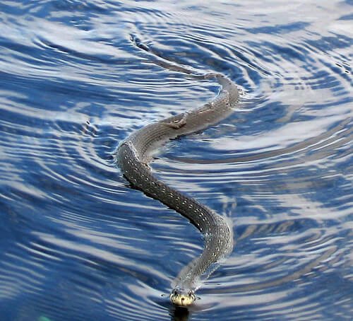 grass-snake