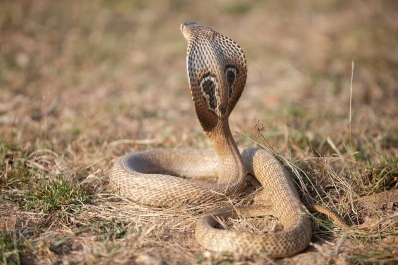 Close-Up Shot of a Cobra Snake on the Ground