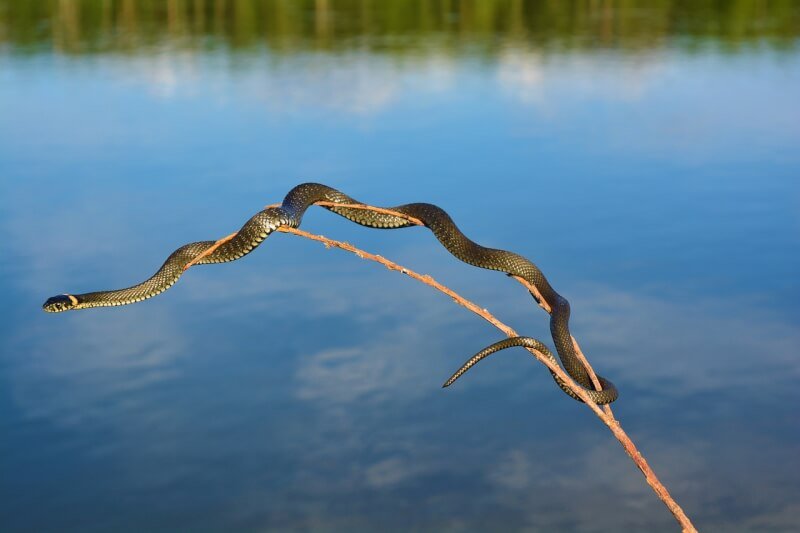 snake, river, water