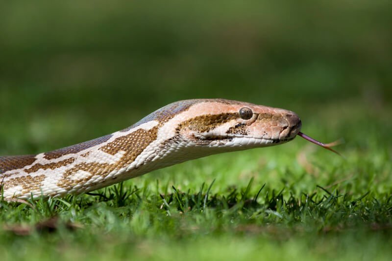 snake