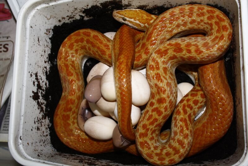 snake eggs