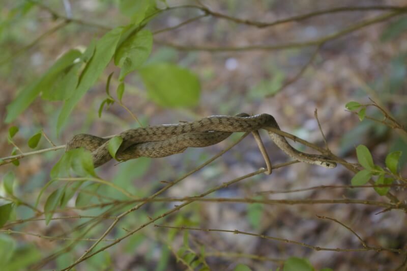 Pet Snake