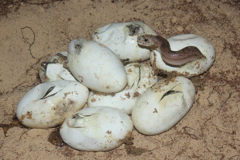 Snakes Lay Eggs