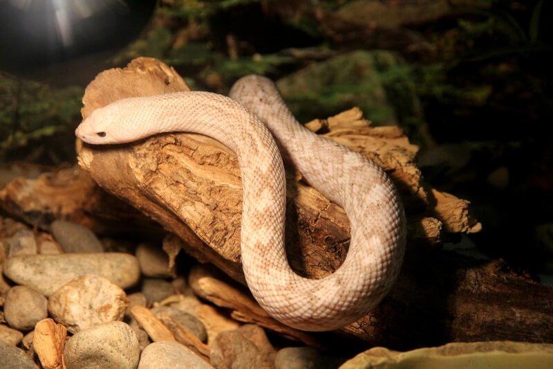 choosing the right lighting for your snakes enclosure 2