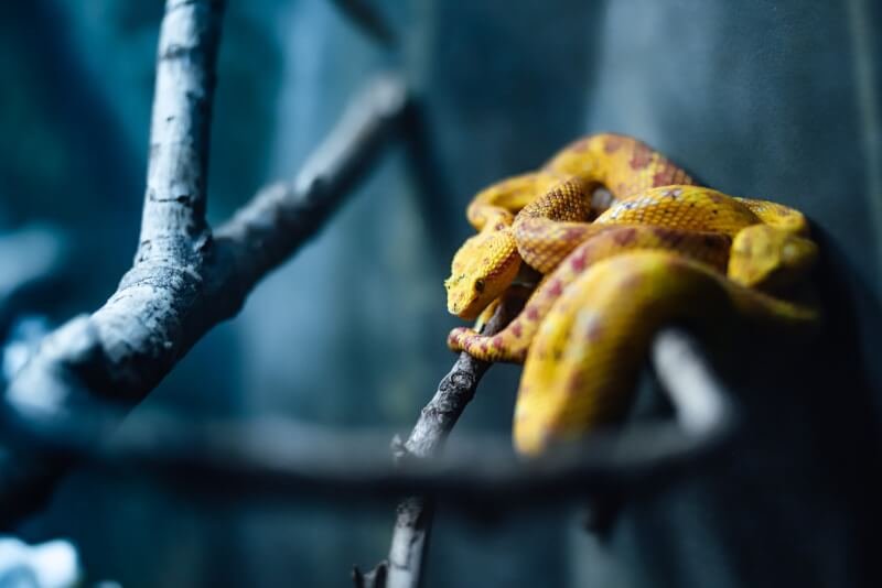 a yellow and black snake