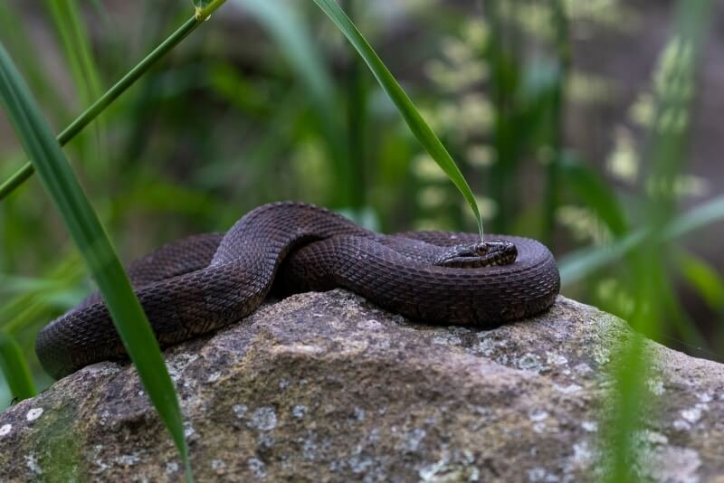 a brown snake sitting on top of a rock