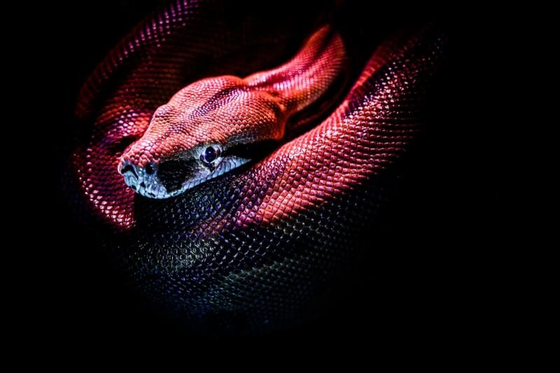 red snake