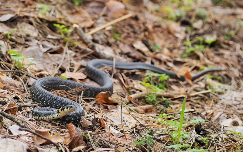 a snake that is laying on the ground