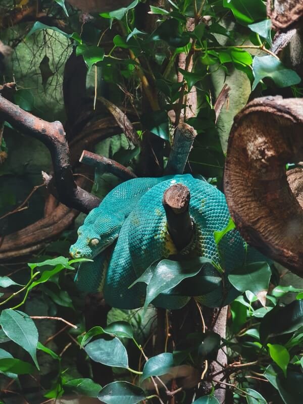 a stuffed animal in a tree surrounded by leaves