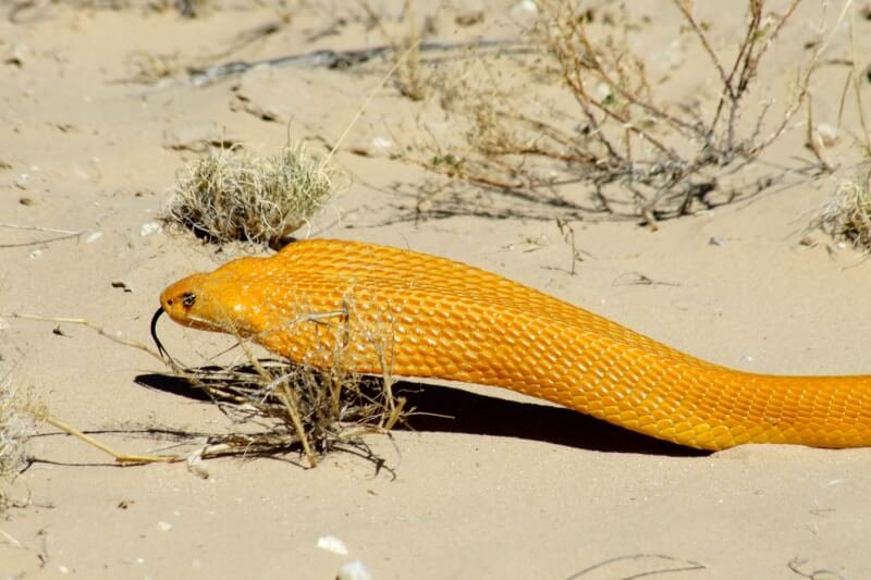 a yellow snake laying on top of a sandy ground