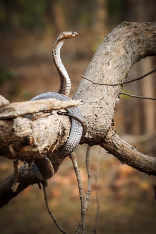 a snake that is sitting on a tree branch