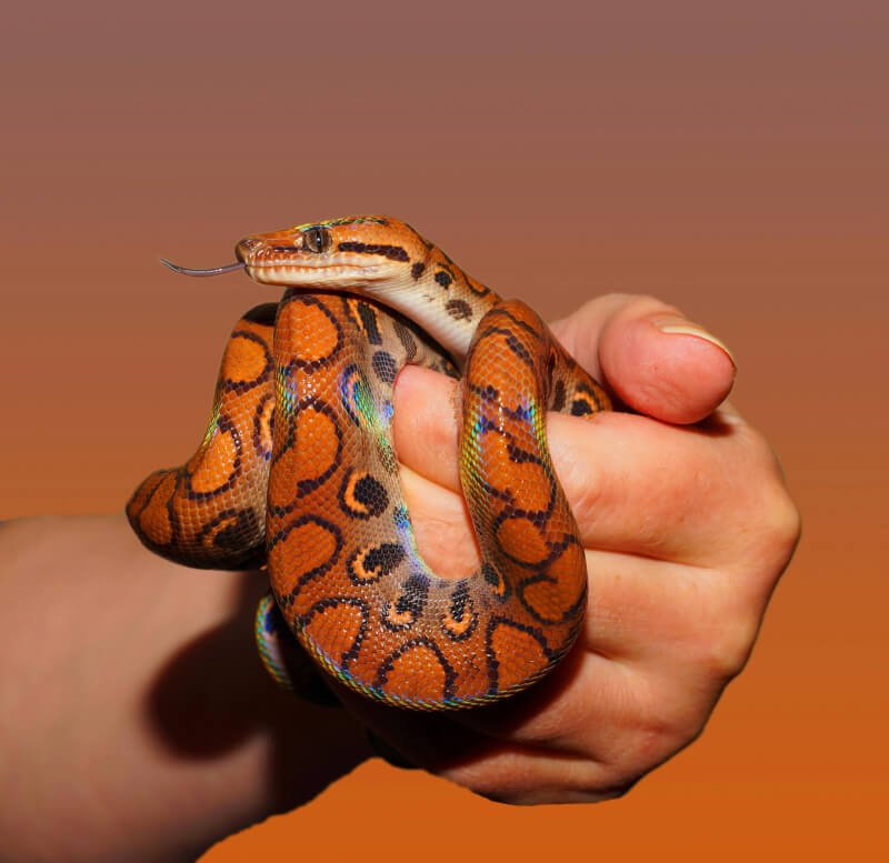 how to design a bioactive habitat for a pet snake scaled